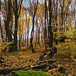 Zelena Saduba Tatil Evi *